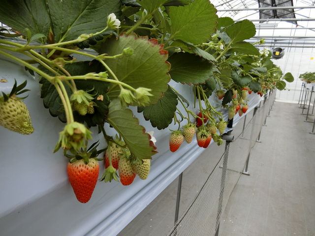 �w�����܂ł���̂łƂ�₷��_���܂���t���[�c�t�@�[��