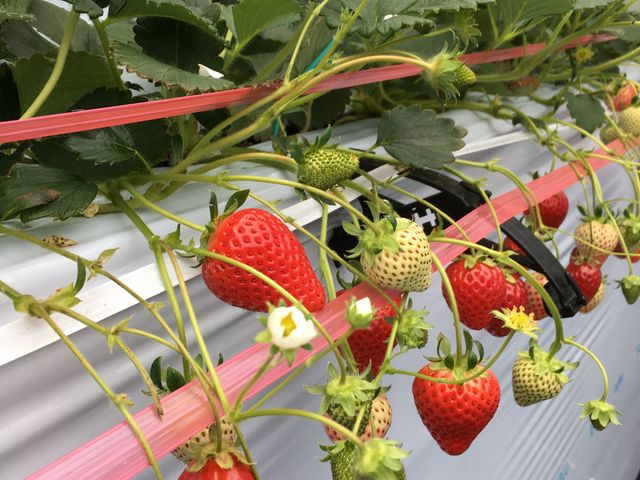 �Ԃ��đ傫�ȃC�`�S�������ς��I_BERRYHOUSE