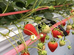 ݂[BERRYHOUSEւ̓eʐ^1