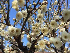 結城神社の口コミ一覧 じゃらんnet