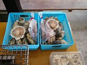 ܂܂̐Lhہ@X؂̓eʐ^1