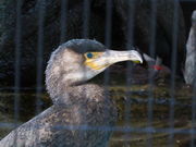 LOTTY̋ёы̉L̓eʐ^1