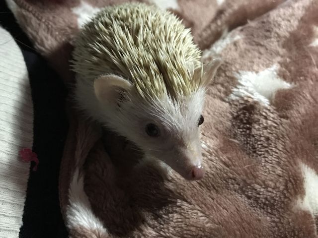 ��l�����Ȃ����n���l�Y�~�����_�ߑO2���̃n���l�Y�~����