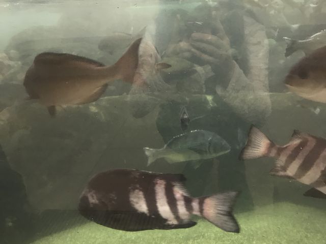 Ȑق܂_݂ȂƃIAVXg̉whĂ