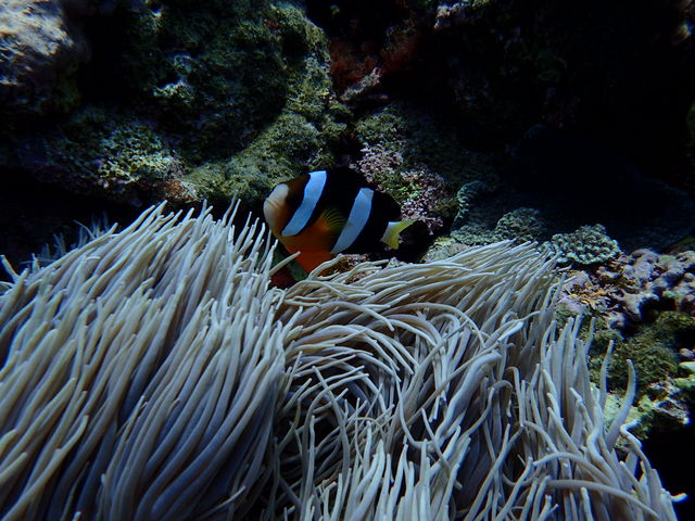 �_�C�r���O���ɎB���Ă��ꂽ�ʐ^_����ف[���X