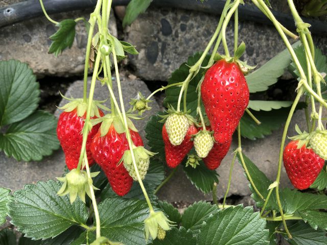 �C�`�S�ł�_�T�N�U�_��