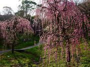 񂳂̍Lc~тӂꂠ̓eʐ^3