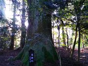 ˂񂳂̏Ό̍sҐ̓eʐ^3