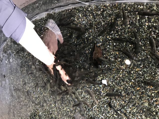 �h�N�^�[�t�B�b�V���������낷���I_�Ȗ،��Ȃ����퐅�V��