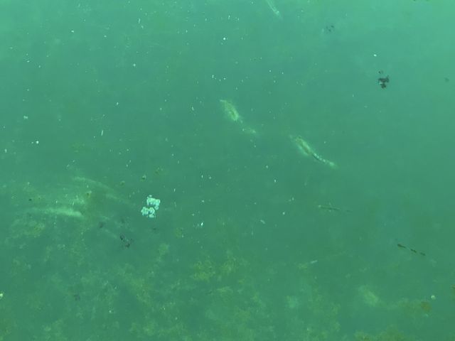 �I�L�A�~�݂����Ȑ�����������_�X�C�W�]���I�z�[�c�N�^���[