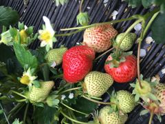 񂳂̂邤_ւ̓eʐ^1