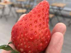 g`J̐V񂾔_ȉւ̓eʐ^1