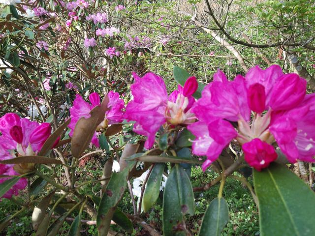 上津江しゃくなげ園 アクセス 営業時間 料金情報 じゃらんnet