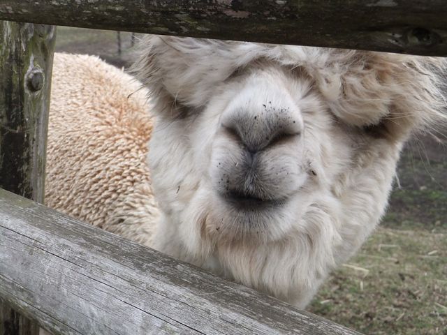 �߂��`_�}�U�[�q��