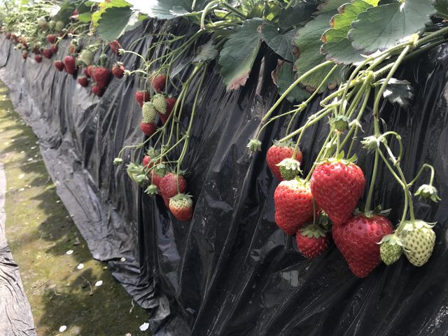 �n�E�X�Ɉē�����āB�^���ԂȃC�`�S���������񂠂�܂����I_�ΐ삢������