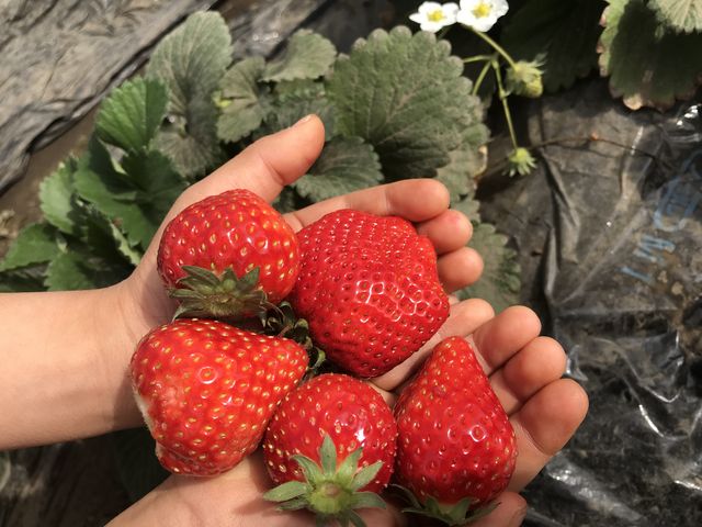 ����Ȃɑ嗱�Ő^���ԂȃC�`�S���������񂠂�A�喞���ł����I_�ΐ삢������