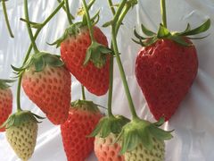 ߂߂̃ANACOjXЉւ̓eʐ^1