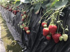 Mako̐ΐ삢ւ̓eʐ^1