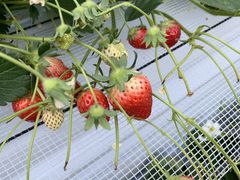 ݂݂݂̏㗢&g}gւ̓eʐ^1