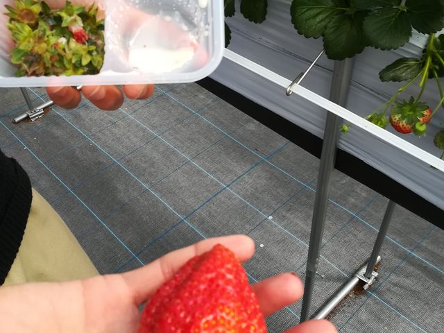 �傫���_���E�t���[�Y