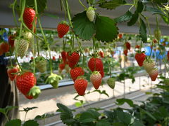 jiyjin̎RFUJIt[cp[Nւ̓eʐ^1