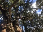 JgQ̑吣̃rNVт̓eʐ^1