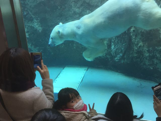 �V���N�}�̉a��肪�ԋ߂Ō���ĂƂĂ����͂���܂��B_���R������