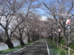 清洲公園の桜の口コミ一覧 じゃらんnet