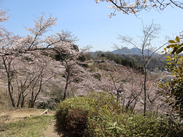 ���}�b�`����̓V�_�R�����^������̓��e�ʐ^1