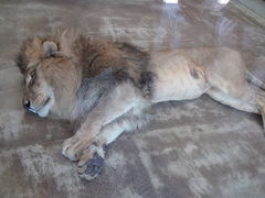 千葉市動物公園の写真一覧 じゃらんnet