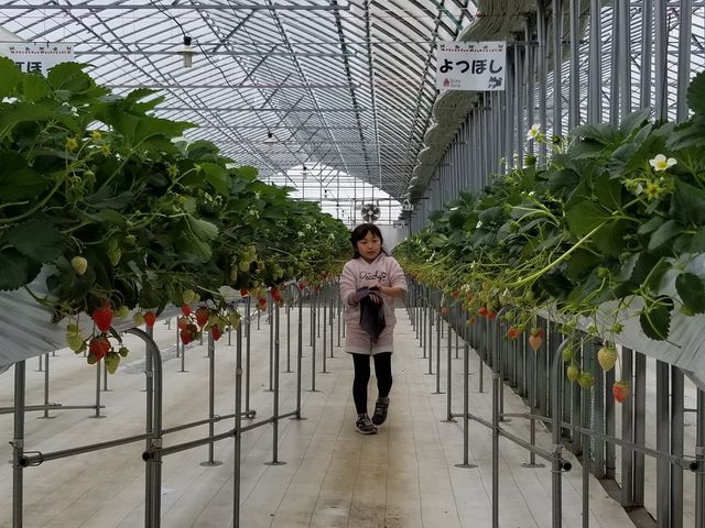 �傫�ȃC�`�S�I_�q���t�@�[��