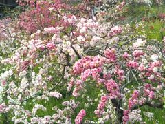 綺麗で可愛らしい しだれ桃の花 蓮台寺しだれ桃の里祭りの口コミ じゃらんnet