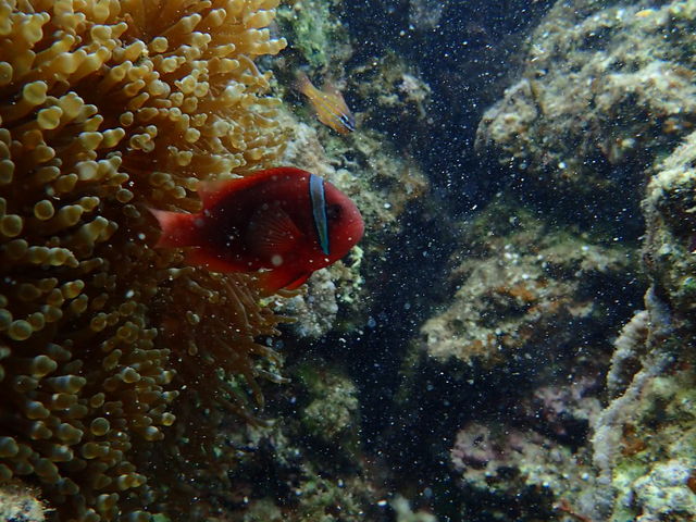 �j���I_�_�C�r���O�V���b�v�@SeaFree