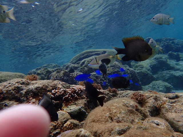 ���������ς��[�[�I_�_�C�r���O�V���b�v�@SeaFree