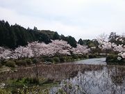 񂿂񂳂̖{cُG̓eʐ^1