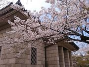 ���񂿂�񂳂�̌��R���^������̓��e�ʐ^1