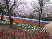 ���񂿂�񂳂�̉΂̎R�����^������̓��e�ʐ^1