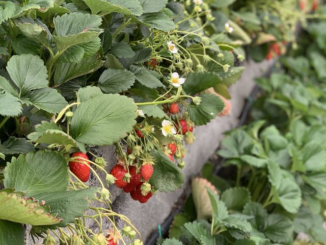 �Ί_������_���ǂ₢������艀