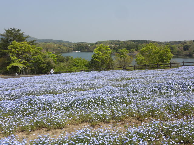 �l���t�B���̌������Ɍ΂��B_�啪�_�ƕ�������