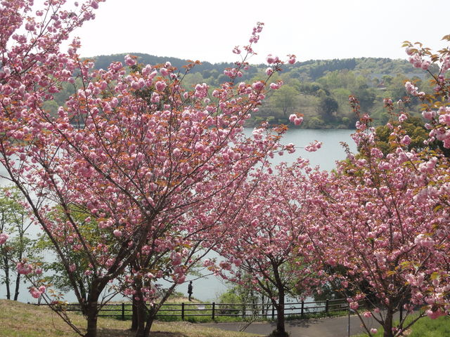 �΂̑Ί݂ɂ̓{�^�������炢�Ă��܂����B_�啪�_�ƕ�������