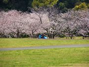 ���`��񂳂�̌䗧���J�[�g�����h�̓��e�ʐ^1