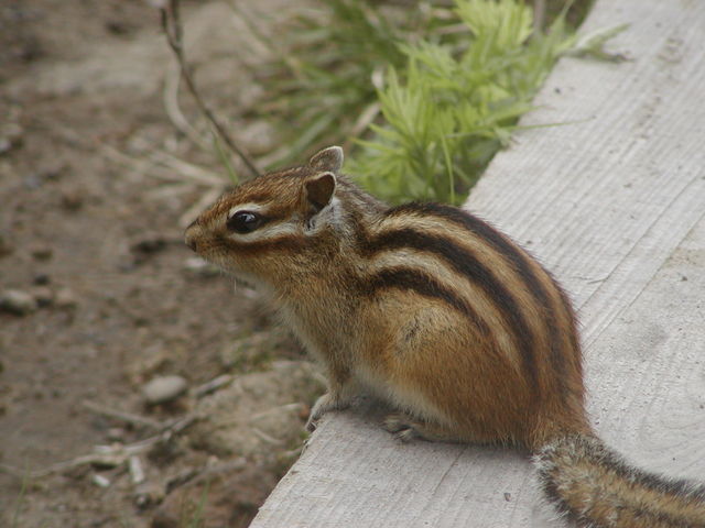 7���ڂ̃y�A���t�g�����肽�Ƃ���Ŏq���́u���X�v�����o�}�����Ă���܂����B_���R�w�_���E���x���[�v�E�F�C