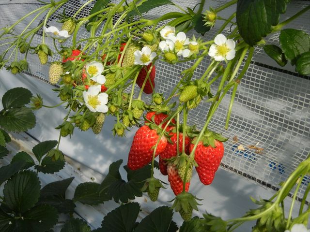 �C�`�S�ƃC�`�S�̉�_Strawberry Hunt