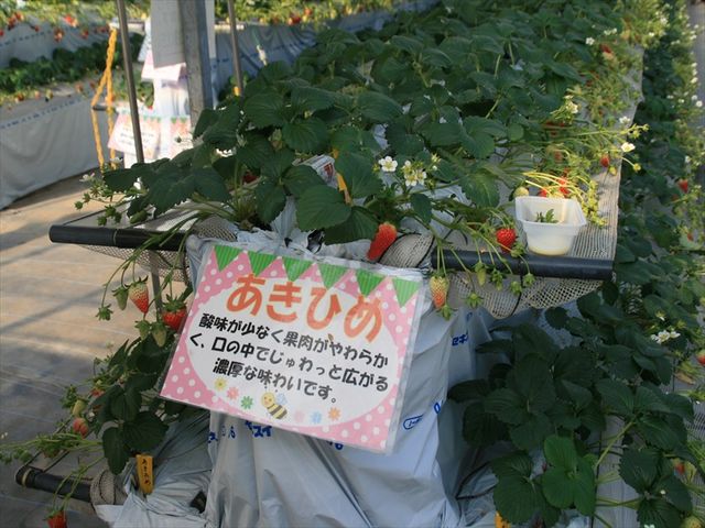 �͔|��̃v���[�g_Strawberry Hunt