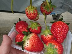 MIGAKI FARM(ICHIGO WORLD)̎ʐ^1