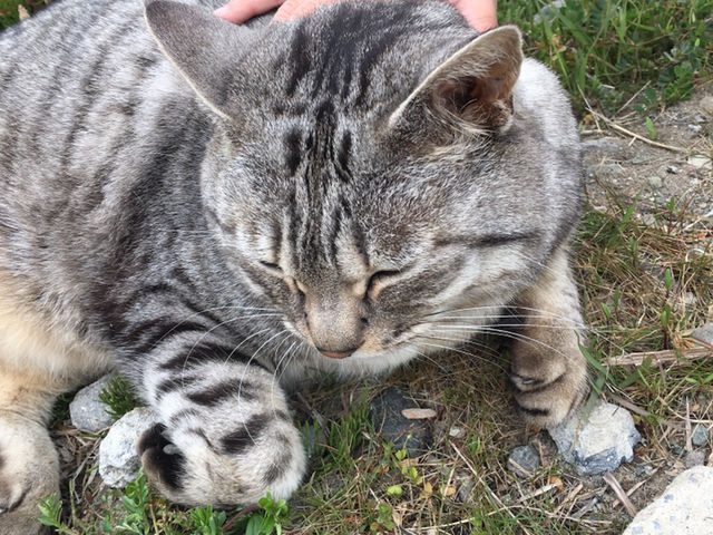 �Ŕl�R�����B�q���ɑ�l�C_���������̋��@���V�������_��