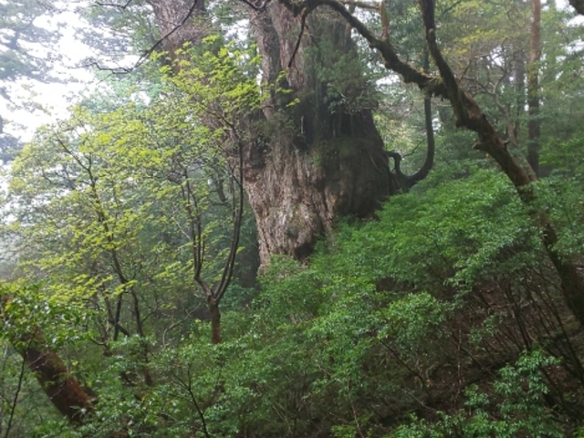 �ꕶ��_���v���R��