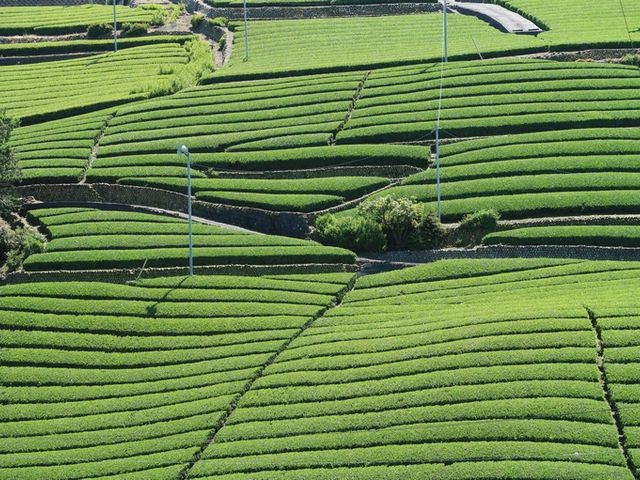 ����_�q�V����n