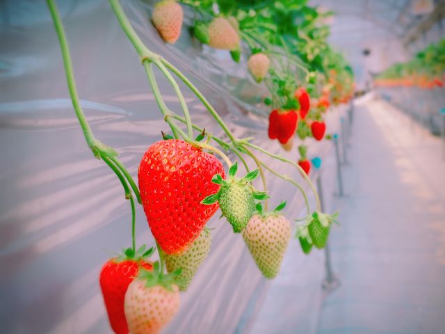 ������_���R�t�@�[��