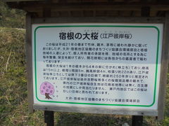 あきさんの宿根の大桜への投稿写真1